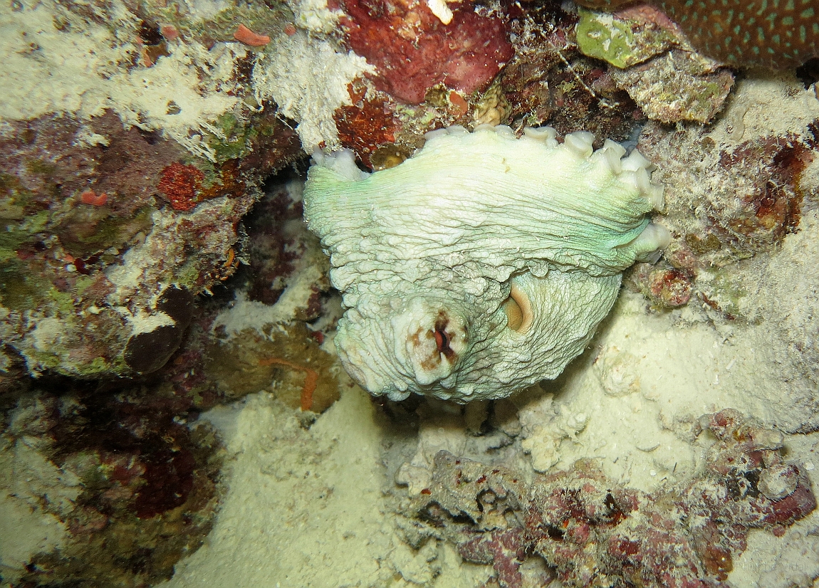 IMG_0803rf_Maldives_Madoogali_Plongee 7_House reef_Poulpe.jpg